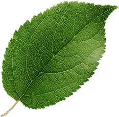 feuille