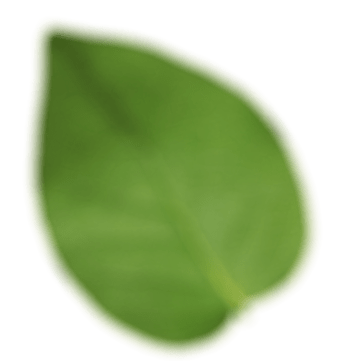 feuille